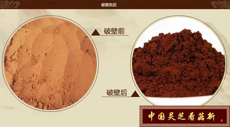 破壁以后的灵芝孢子粉对比