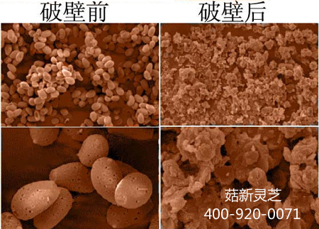 灵芝孢子粉要选择破壁且具有国食健字号的 才能更有效的吸收