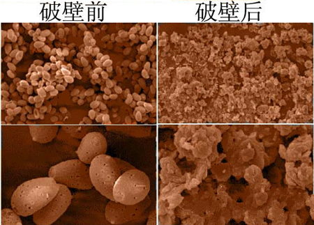 破壁以及未破壁的灵芝孢子粉的对比图