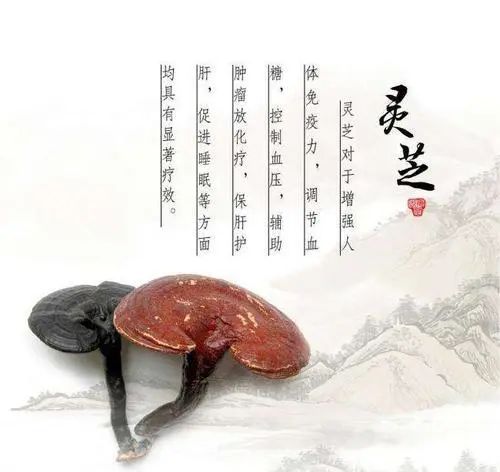 灵芝 是中医文化具有代表性的药材之一
