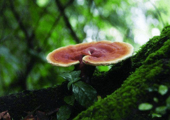 灵芝孢子粉有养肺的效果吗