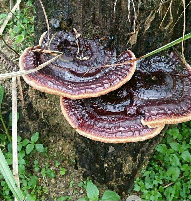 灵芝富含灵芝多糖、灵芝三萜等