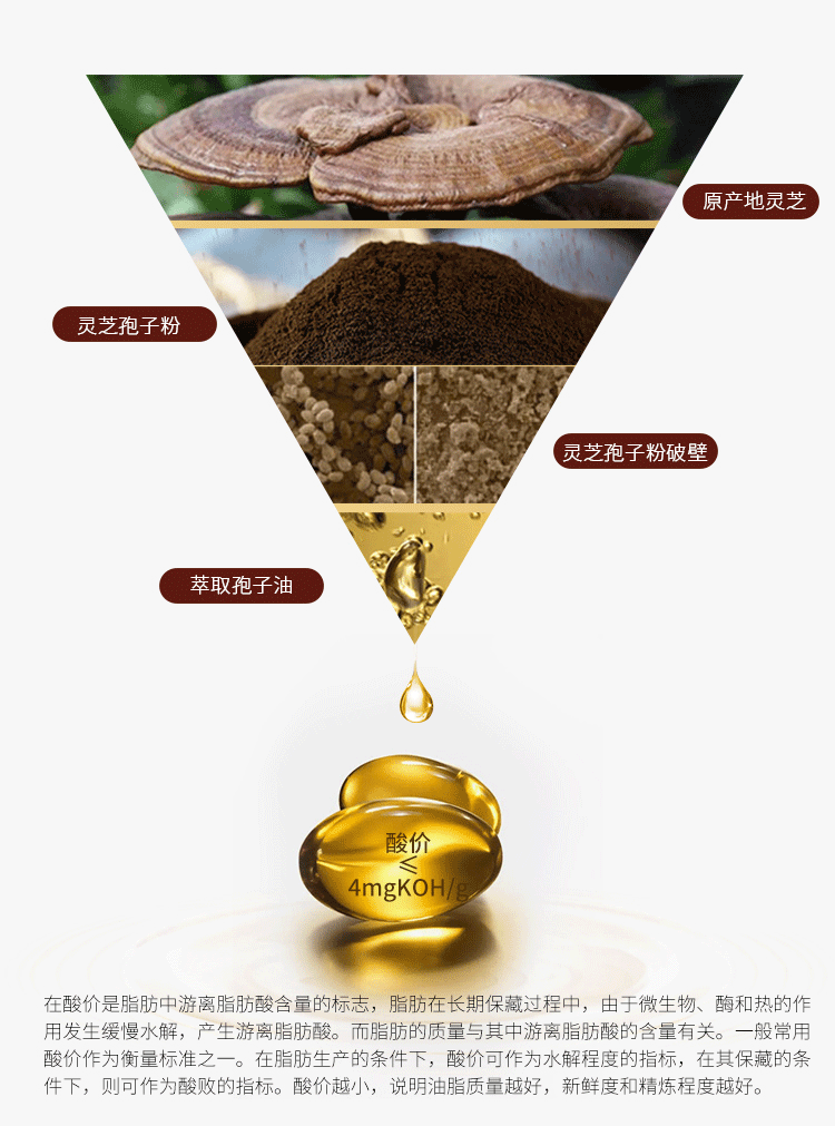 灵芝孢子油是灵芝的最终提取精华