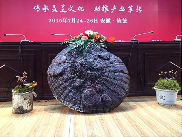 菇新灵芝带您参观中国灵芝峰会